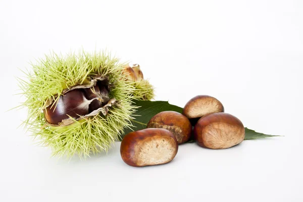 Chestnuts fall season isolated on white background — Stock Photo, Image