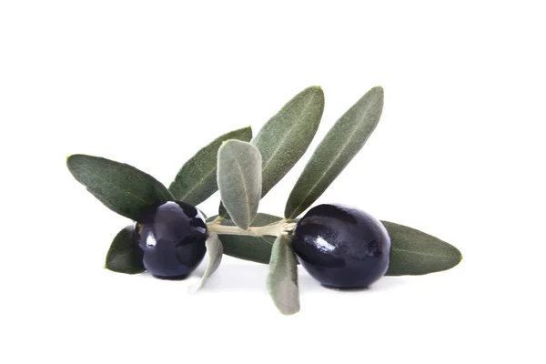 Färska Oliver på olivkvist isolerad på vit bakgrund — Stockfoto