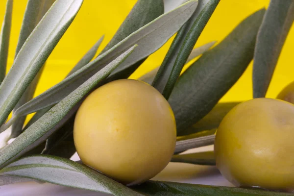 Aceitunas frescas en la rama de olivo aisladas sobre fondo blanco — Foto de Stock