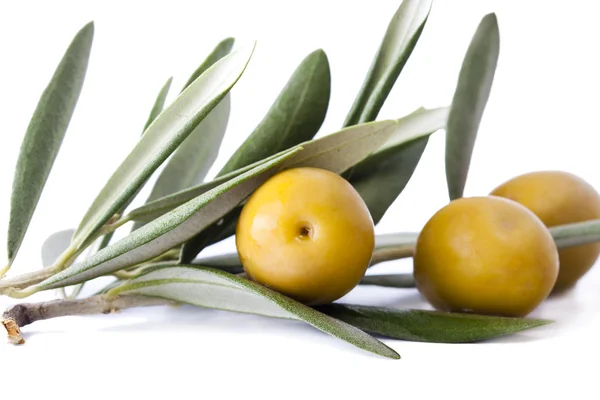 Świeże oliwki na gałęzi oliwnych na białym tle — Zdjęcie stockowe