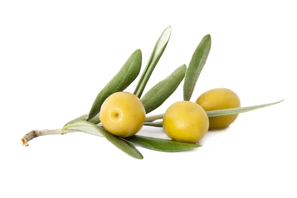 Свежие оливки на оливковой ветви изолированы на белом фоне — стоковое фото