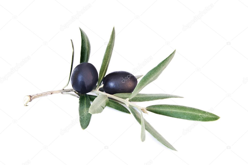 Fresh olives on the olive branch isolated on white background