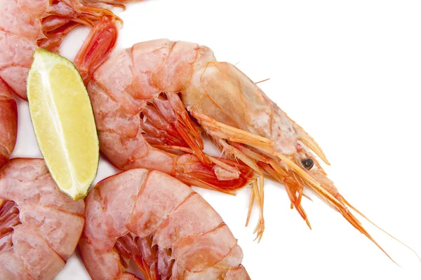 Свежие морепродукты, креветки и ракообразные — стоковое фото