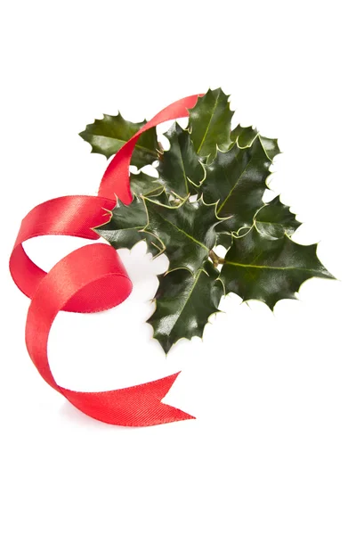 Branch of holly green and red ribbon — Stock Photo, Image