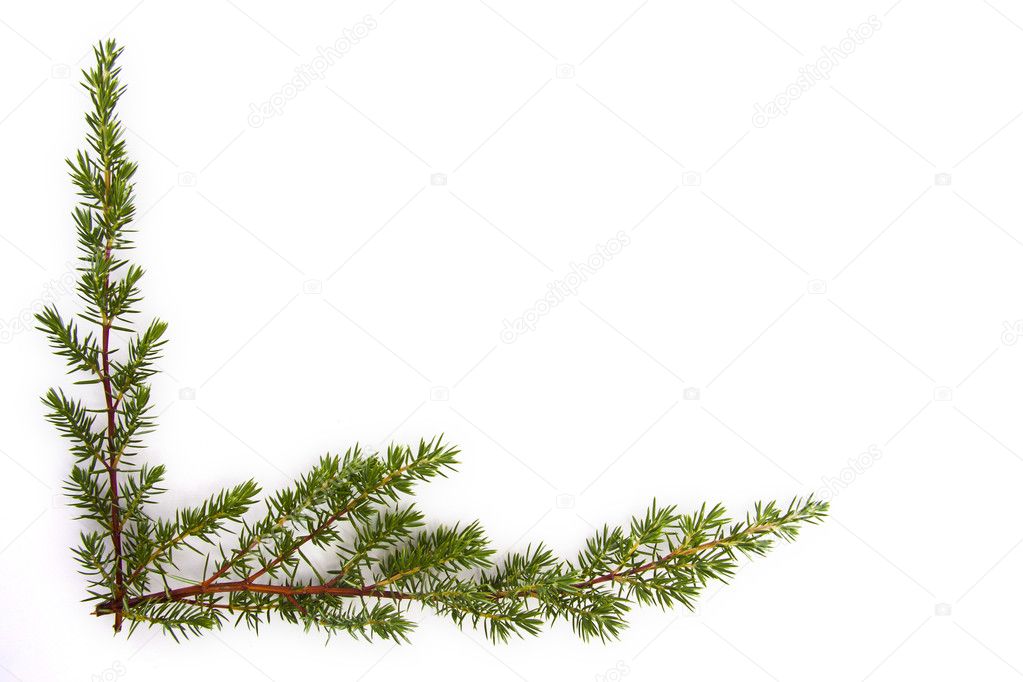 Natural branches isolated on white spruce