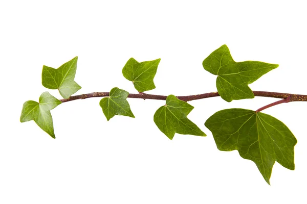 Ivy foglie isolate su sfondo bianco — Foto Stock