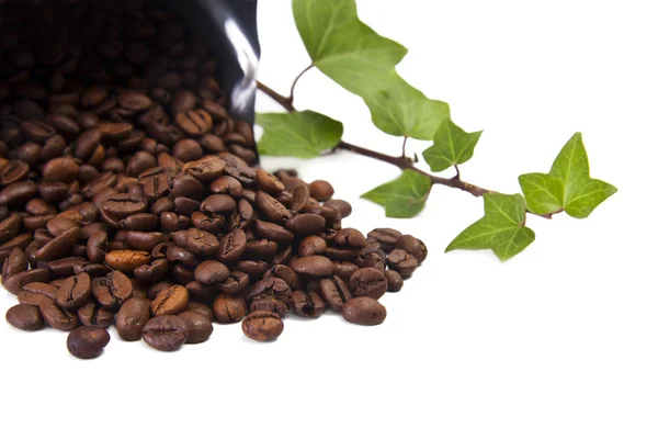 Scène de café, graines, grains et épices — Photo