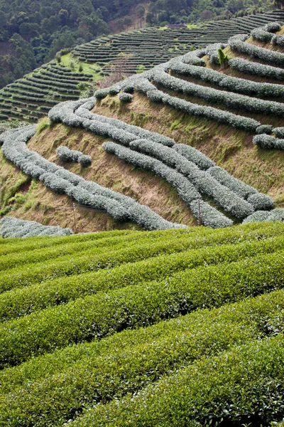 緑茶ファーム — ストック写真