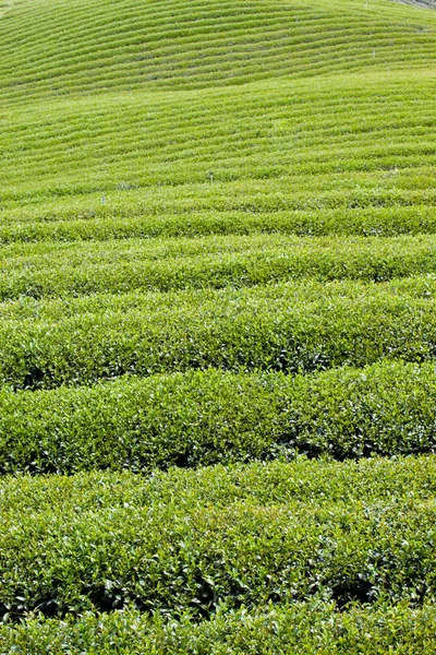 Fattoria del tè verde — Foto Stock