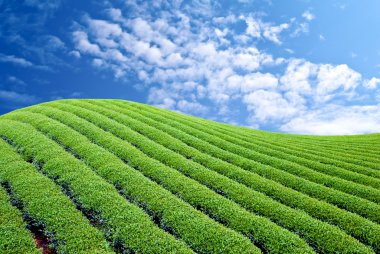 Green tea farm clipart