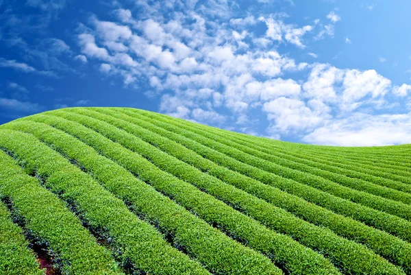 Αγρόκτημα πράσινο τσάι — Φωτογραφία Αρχείου
