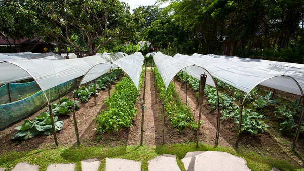 Овощной сад Стоковое Фото