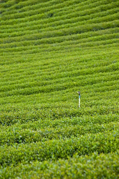 Peternakan teh hijau — Stok Foto