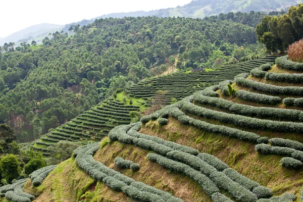 Zöld tea farm — Stock Fotó