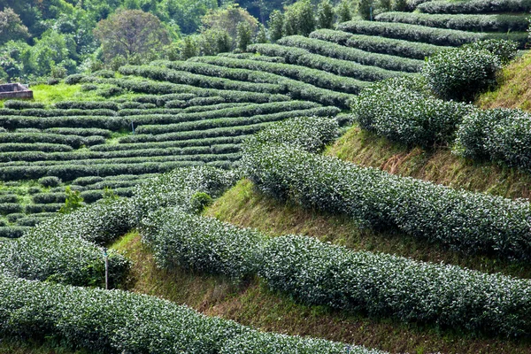 Zöld tea farm — Stock Fotó