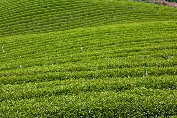 Fattoria del tè verde — Foto Stock