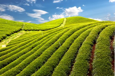 Green tea farm clipart