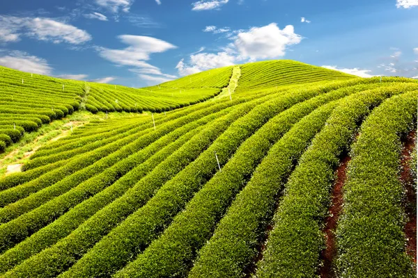 Αγρόκτημα πράσινο τσάι — Φωτογραφία Αρχείου