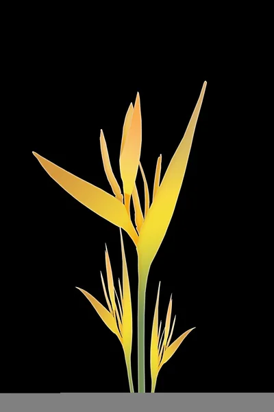 Yellow Bird of paradise flowers — Zdjęcie stockowe