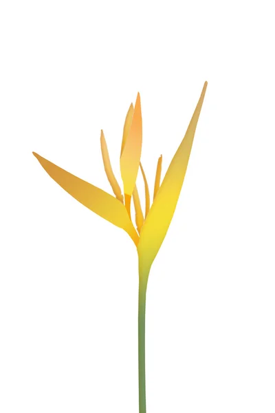 stock image Yellow Bird of paradise flowers