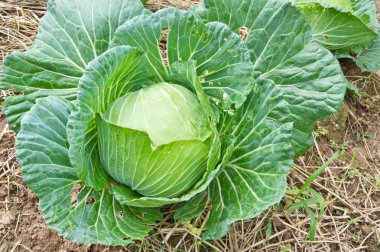 Organic cabbage clipart