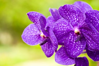 Purple Orchid clipart