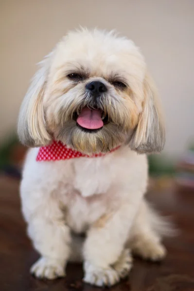 Shih tzu gülümseme