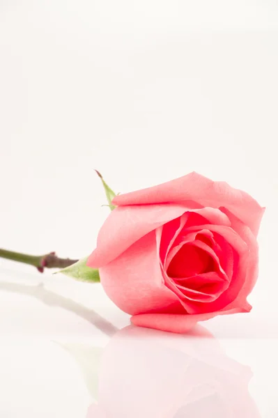 stock image Pink rose isolated