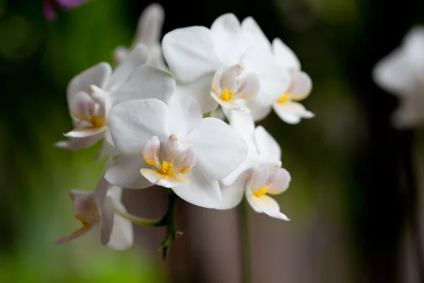 Belle orchidée blanche — Photo