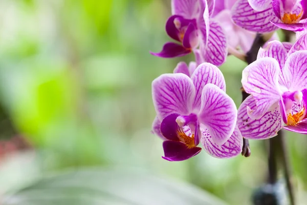 Gyönyörű lila orchidea — Stock Fotó