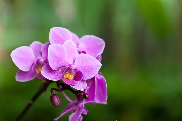 Bella orchidea viola — Foto Stock