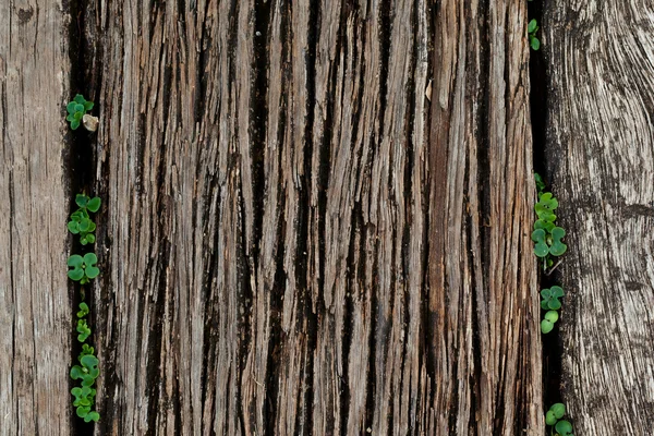 Ponte de madeira Textura — Fotografia de Stock