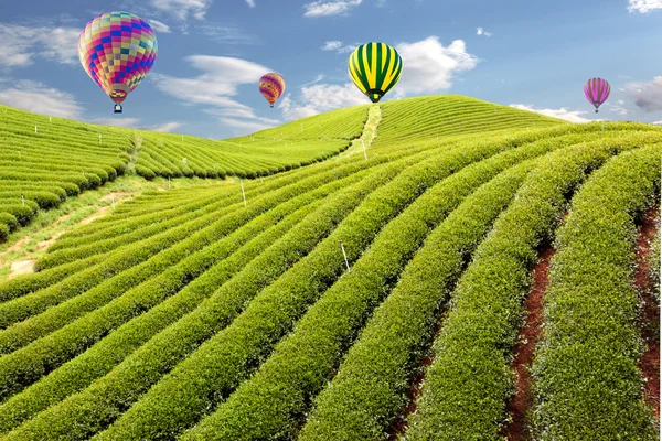 Balloon in Green tea farm — Stock Photo, Image