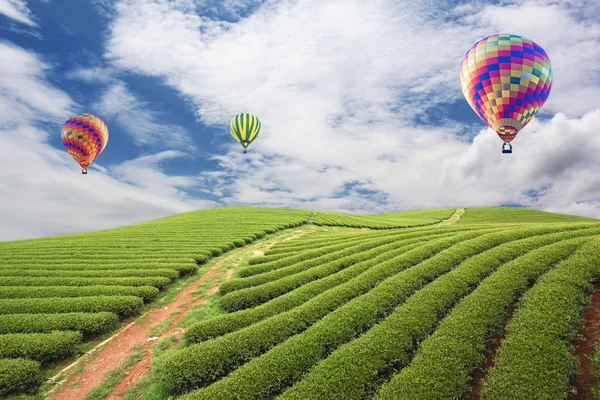 Μπαλόνι στο αγρόκτημα πράσινο τσάι — Φωτογραφία Αρχείου