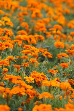 Turuncu tagetes