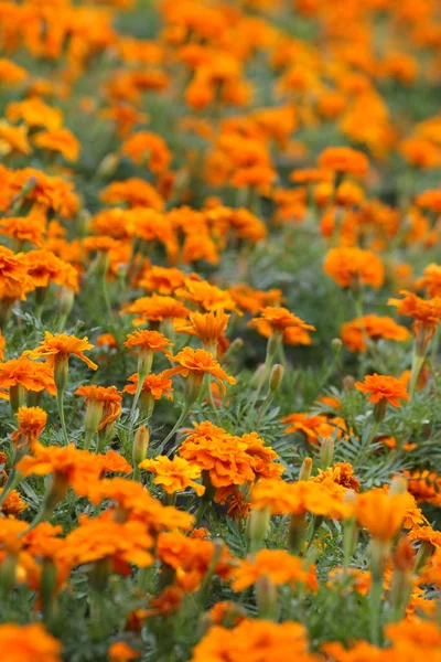 Stock image Orange tagetes