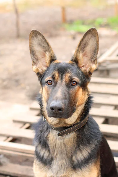 çoban köpeği