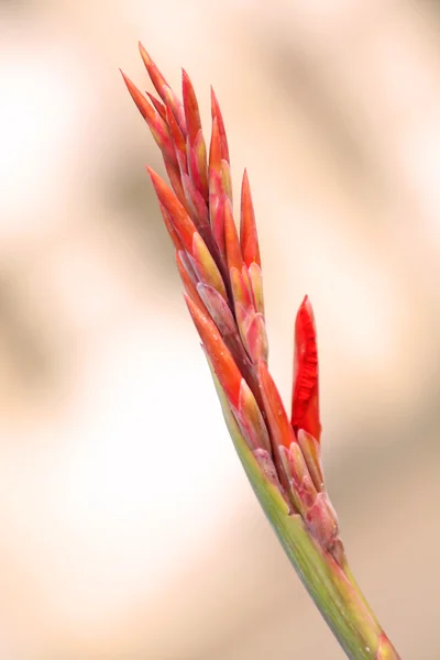 stock image Gladiolus