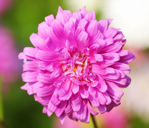 stock image Pink aster