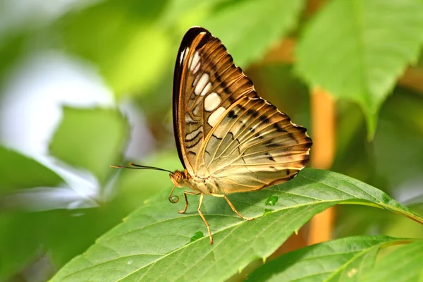 stock image Danaus