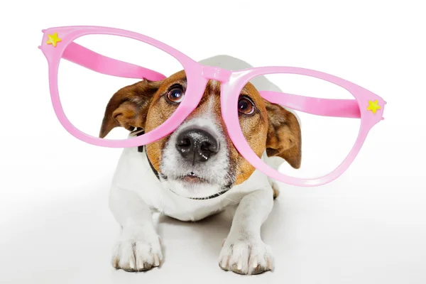 Dog with funny glasses — Stock Photo, Image