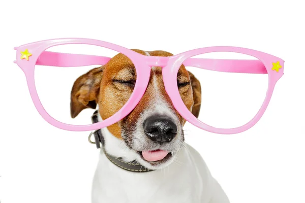 Dog with funny glasses — Stock Photo, Image