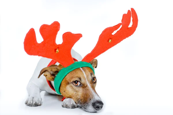 Dog dressed up as deer — Stockfoto