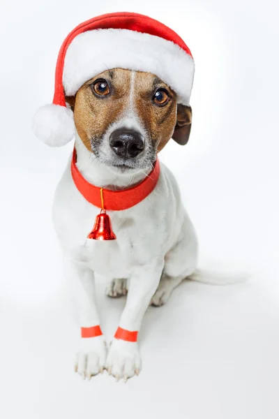 Dog dressed up as santa — Stock Photo, Image