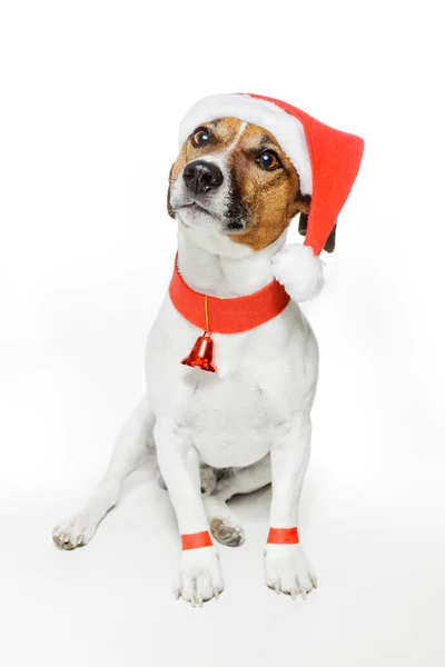 Noel Baba kılığına girmiş köpek — Stok fotoğraf