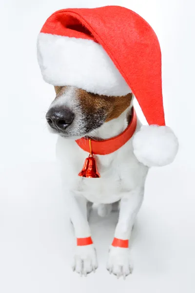 把自己装扮成圣诞老人的狗 — 图库照片