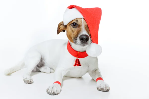Noel Baba kılığına girmiş köpek — Stok fotoğraf