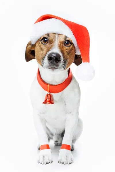 Hund verkleidet als Weihnachtsmann — Stockfoto