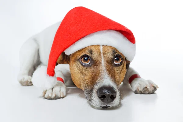 Pes oblečený jako santa — Stock fotografie