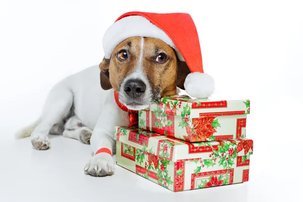 Hond verkleed als santa — Stockfoto
